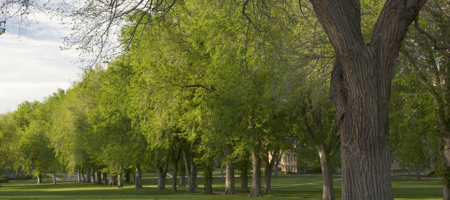 The Story of the American Elm