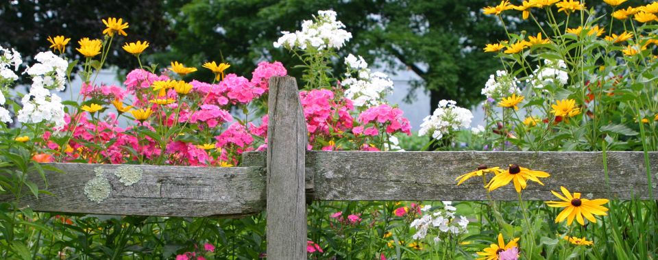 The Benefits of Native Perennials