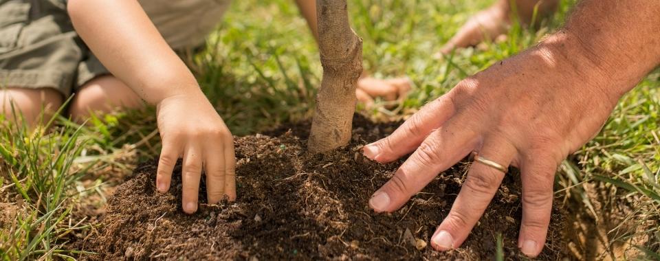 Best Times to Plant Guide