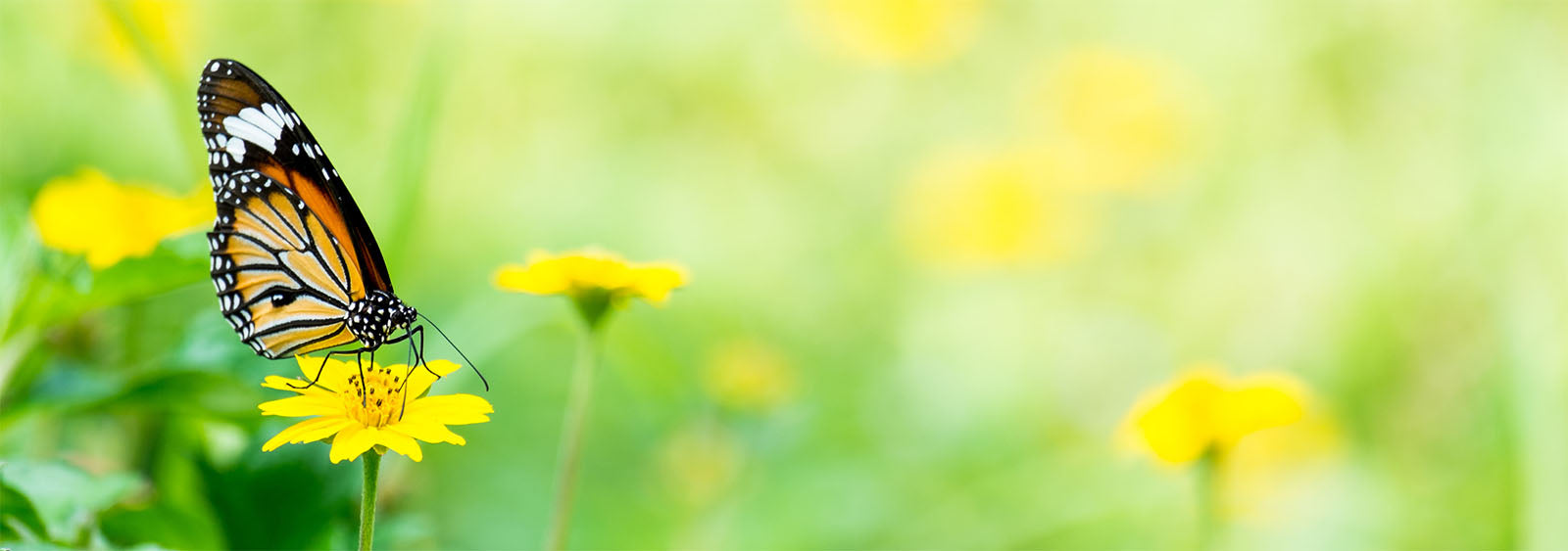 Top Ten Perennials to Attract Butterflies