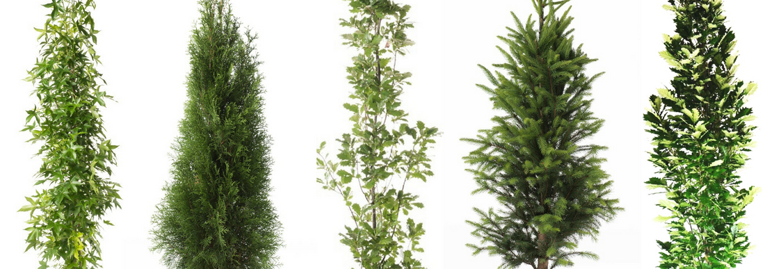 A mixture of five evergreen and deciduous columnar trees against a white background