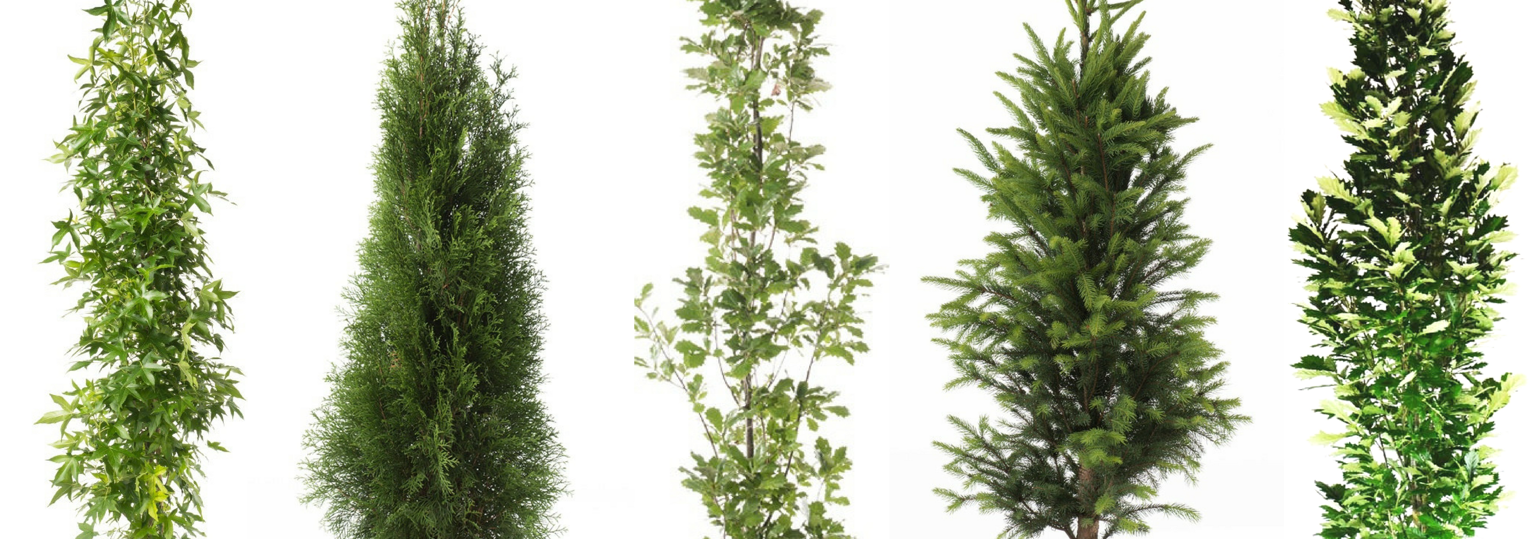 A mixture of five evergreen and deciduous columnar trees against a white background