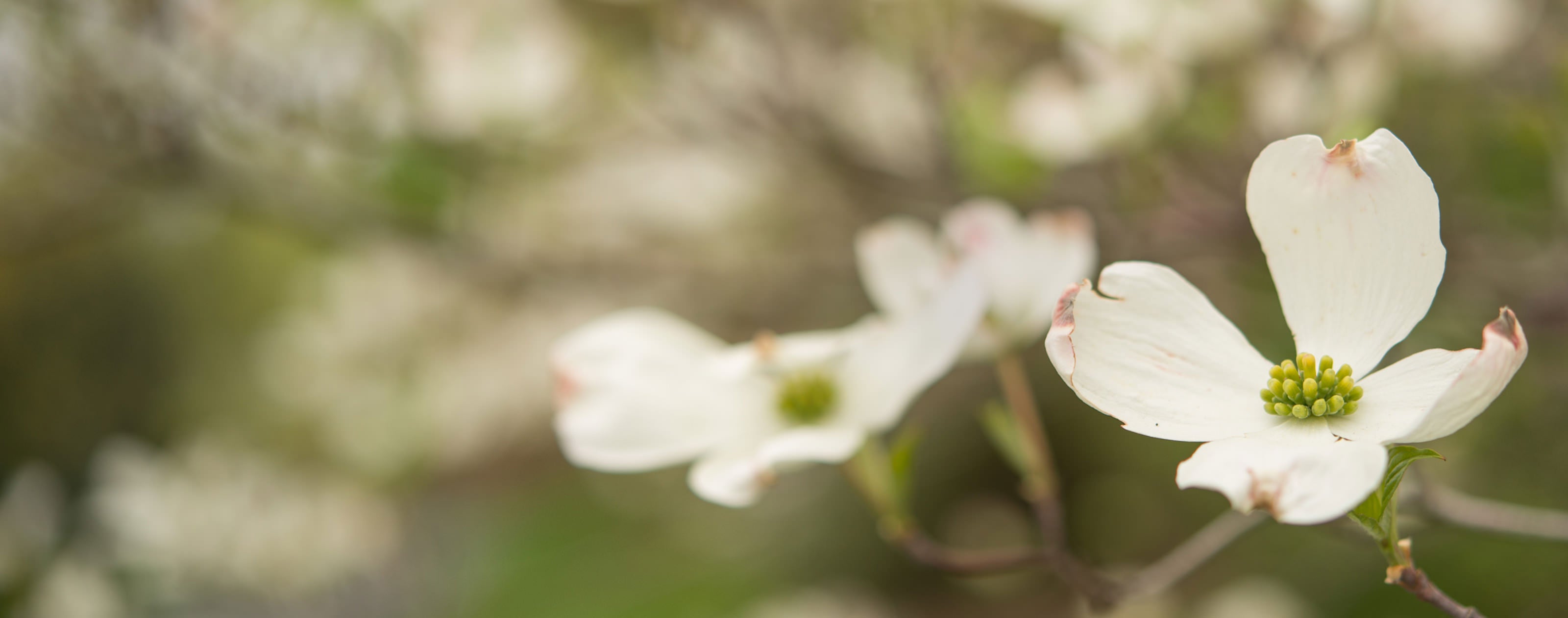Homeowner's Guide Dogwood Disease Care