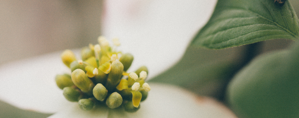 What Dogwood Personality Are You?