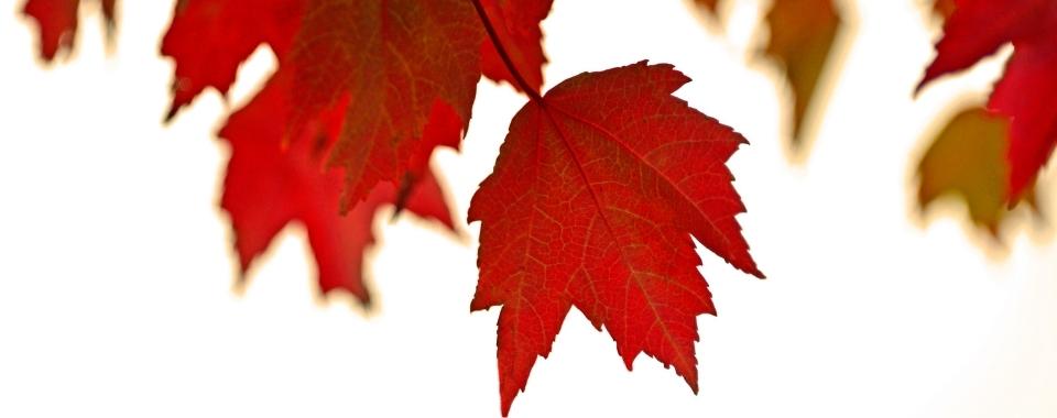 Fall Planting and Tree Care