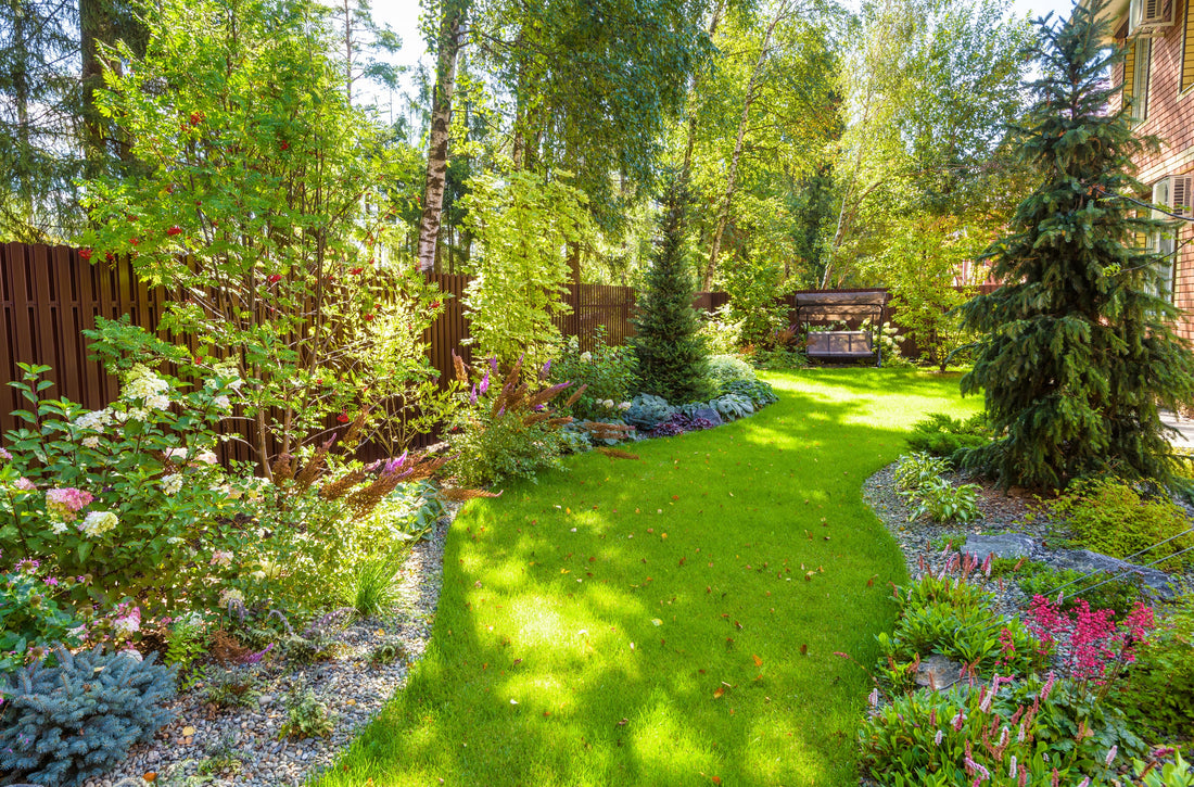 Choosing a Fast-Growing Tree for your Landscape or Garden