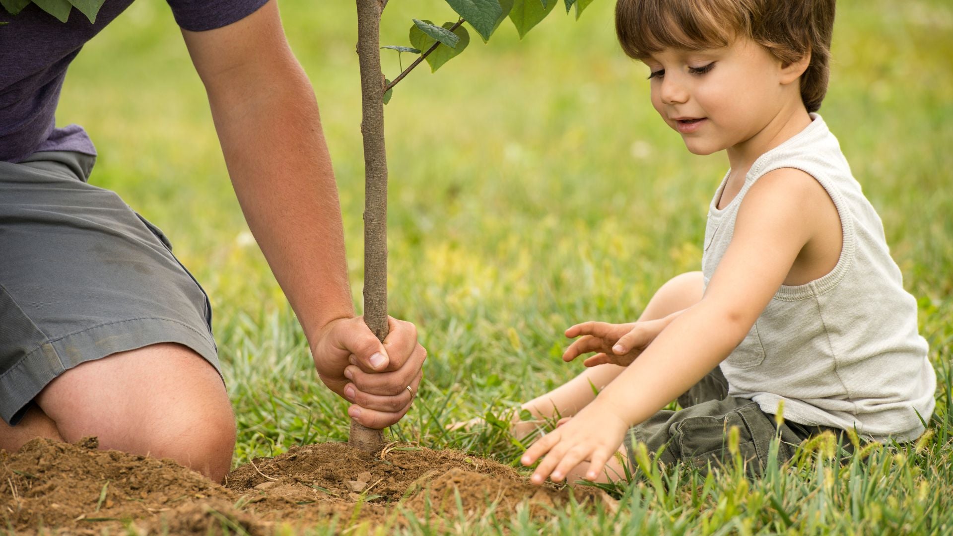 A person's hands planting a tree in soil