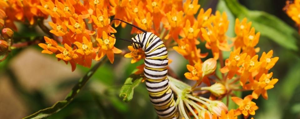 Monarch Caterpillar Care Tips