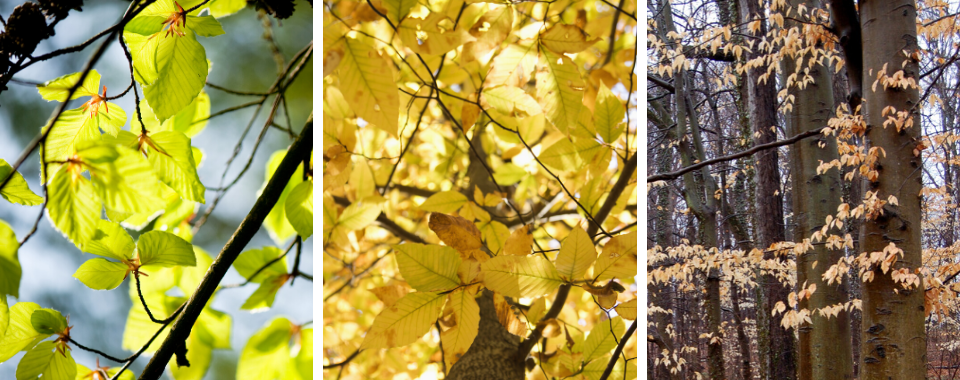 Native American Beech Tree - The Unsung Hero