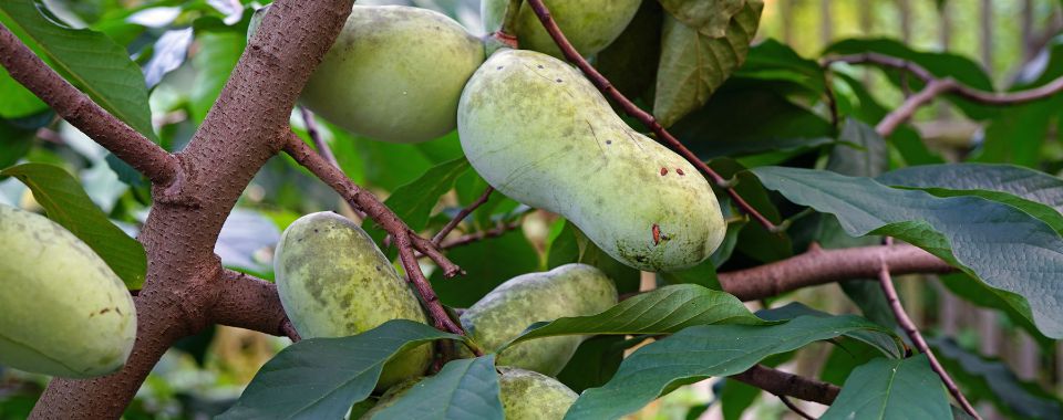 Pawpaw: North America’s Largest Native Fruit | Bower & Branch