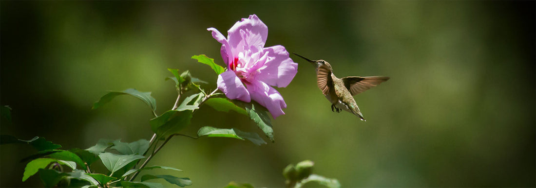 Aphrodite Rose of Sharon Flowers Attract Hummingbird that drinks their nectar.