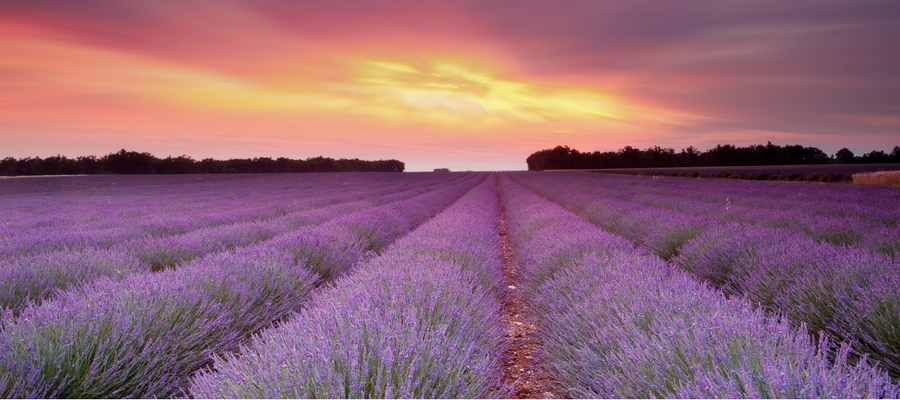 The Fabulous Fragrant Lavender Phenomenal