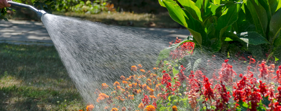 Top Ten Summer Watering Tips
