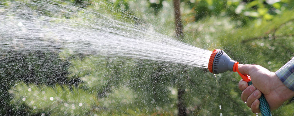 Tree Watering Guide