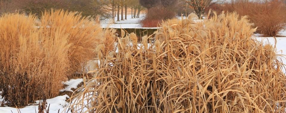 How to Winterize Perennials