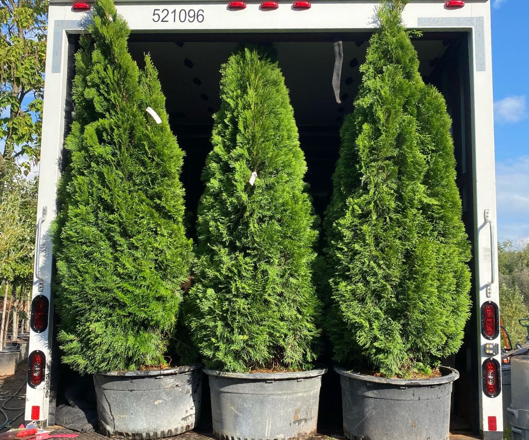 Celebrate Arborvitae Month!