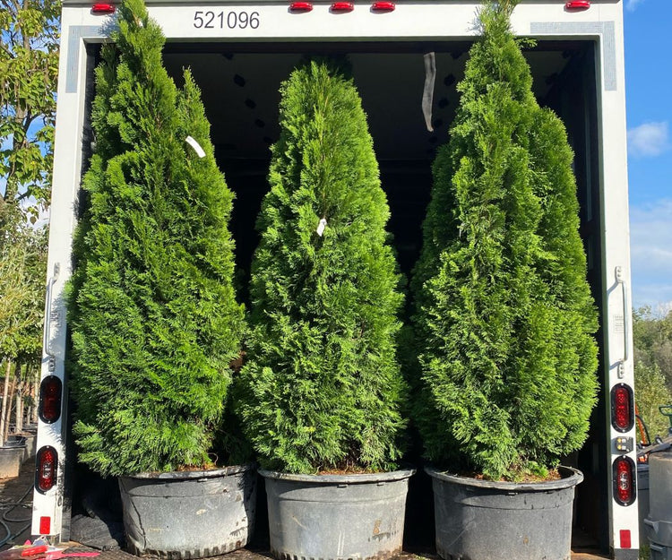 Celebrate Arborvitae Month!