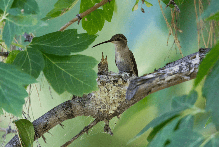 Audubon® Native Treelings