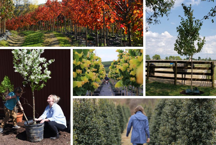 Shop Trees and Plants - BOGO