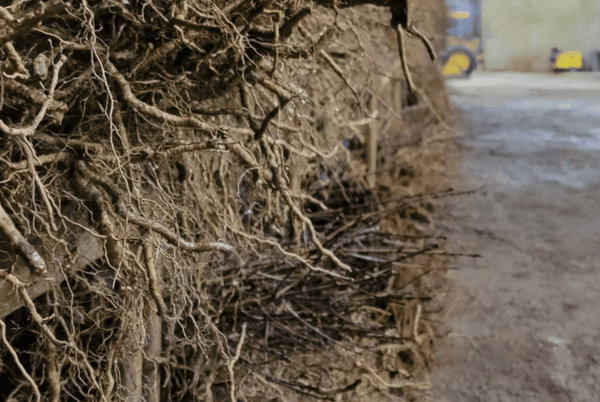 Bare Root Fruit