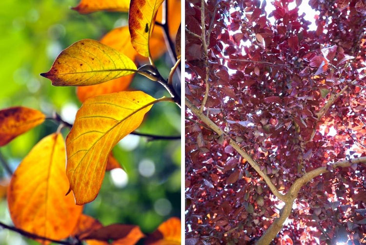 Bronze & Purple Fall Trees