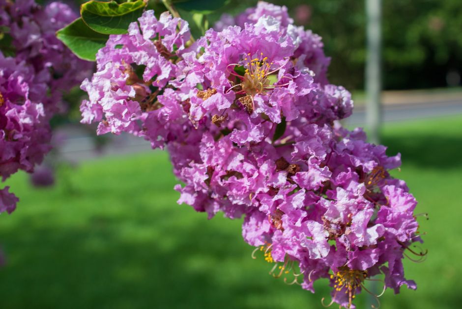 Crape Myrtle Trees