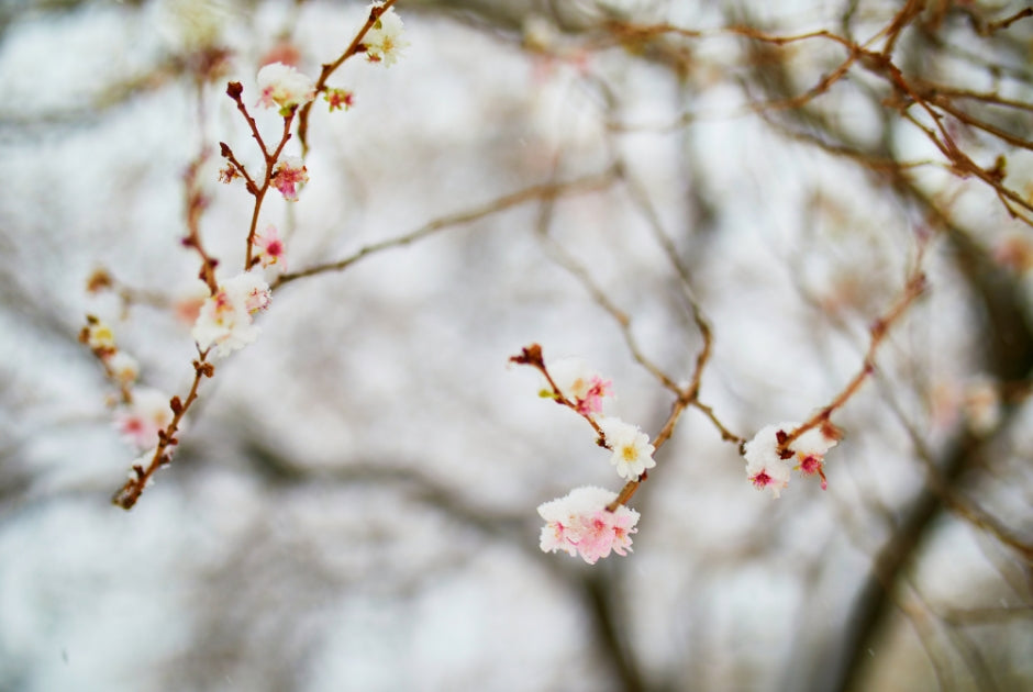 Early Spring Blooming Trees & Plants