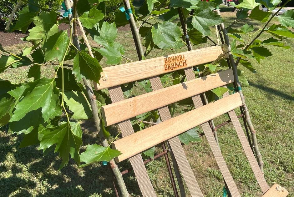 Exclusive Trees & Plants