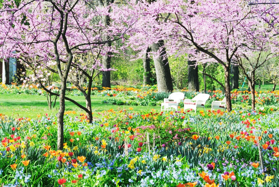 Flowering Trees and Plants