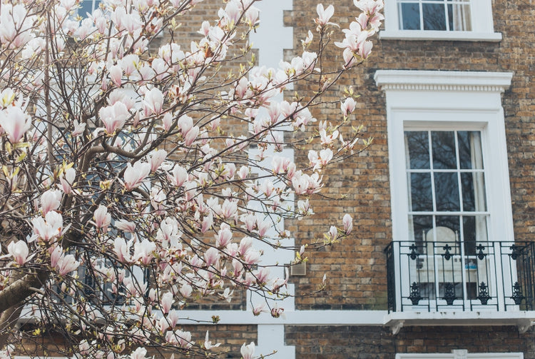 Plant large trees as focal points in the landscape, trees that are fun to look at through your window!