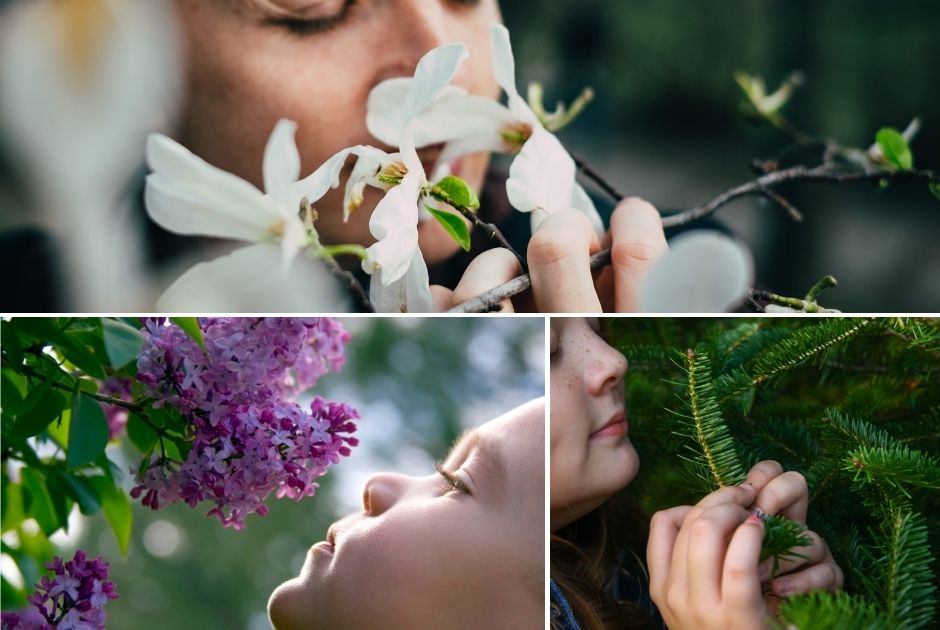 Fragrant Trees & Plants