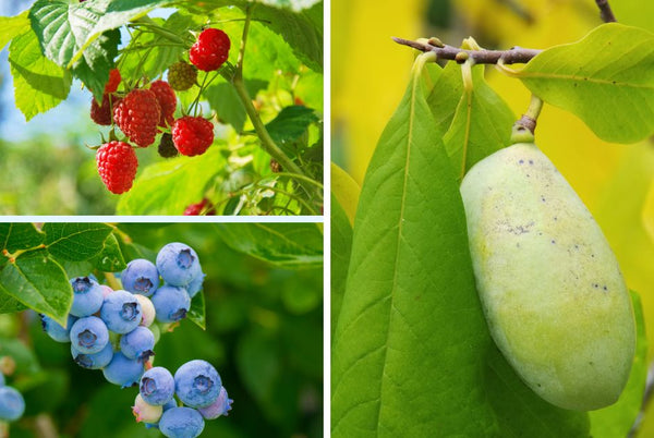 Save on fruit trees and plants!