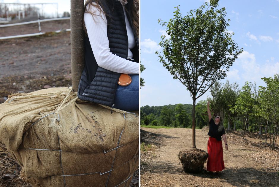 Our Largest Trees