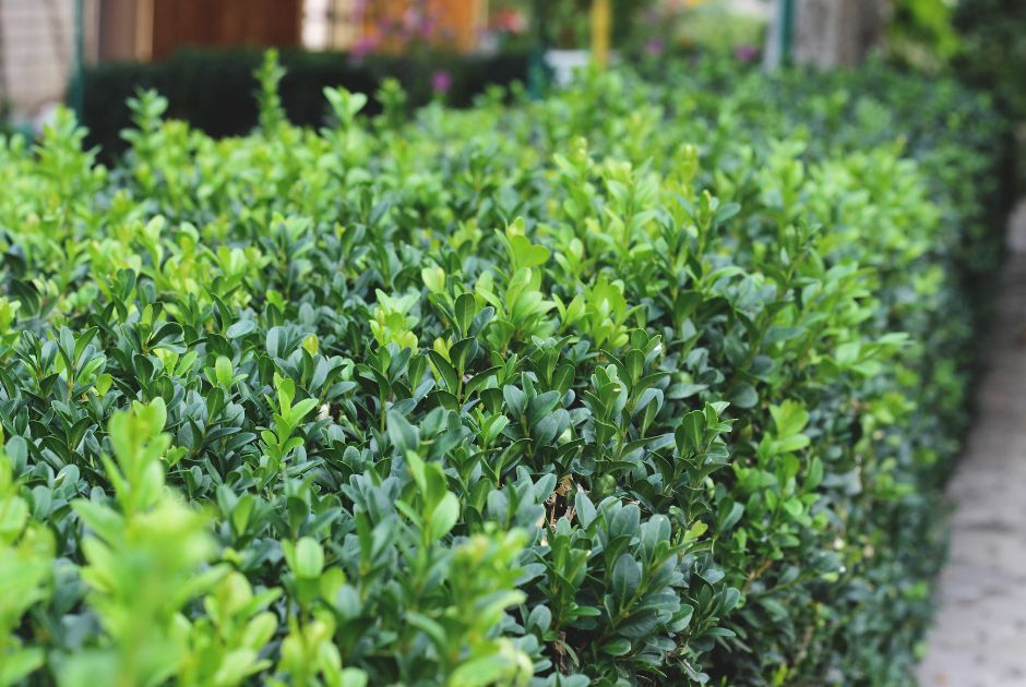 Garden Bundles