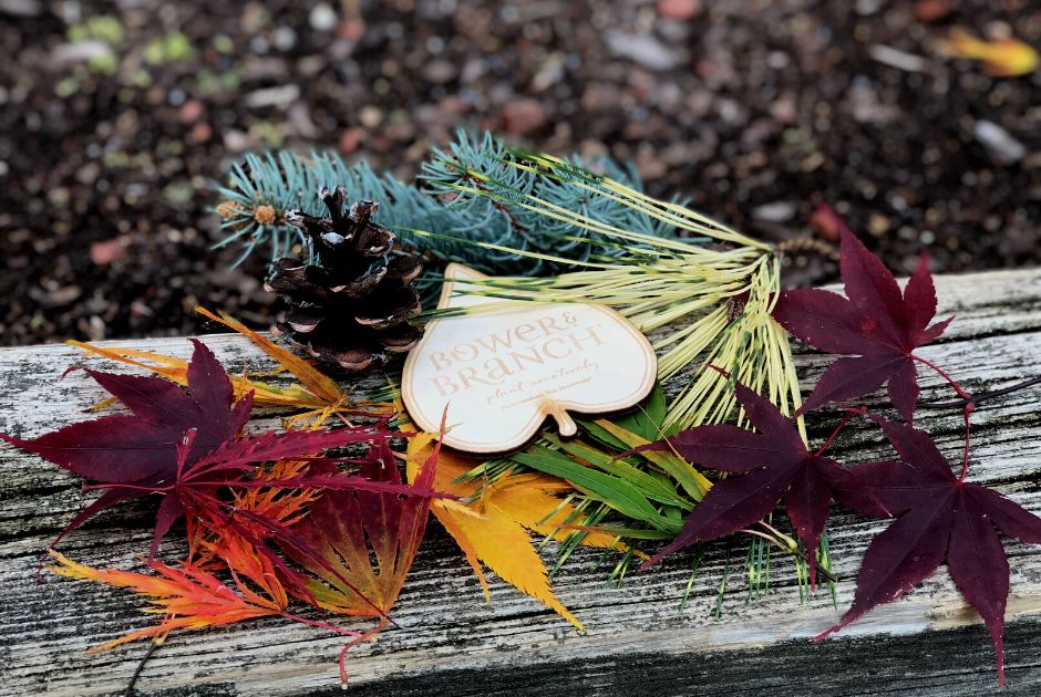 Great Fall Color Trees