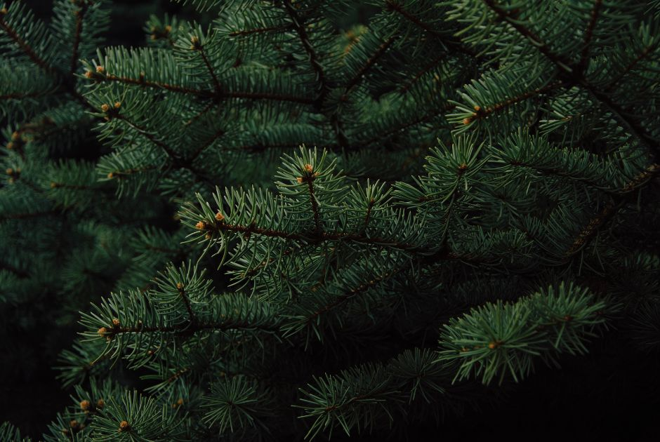 Evergreens in Bulk