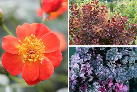 Shop shrubs and perennials fresh from the grower and save today