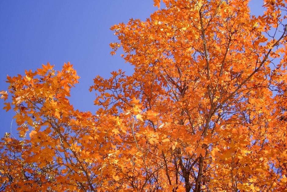 Bright orange fall leaves against a clear blue sky