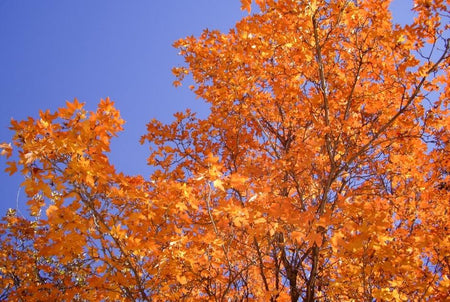 Bright orange fall leaves against a clear blue sky