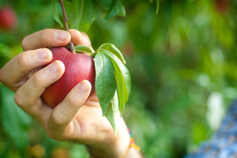 Orchard Ready Fruit Trees