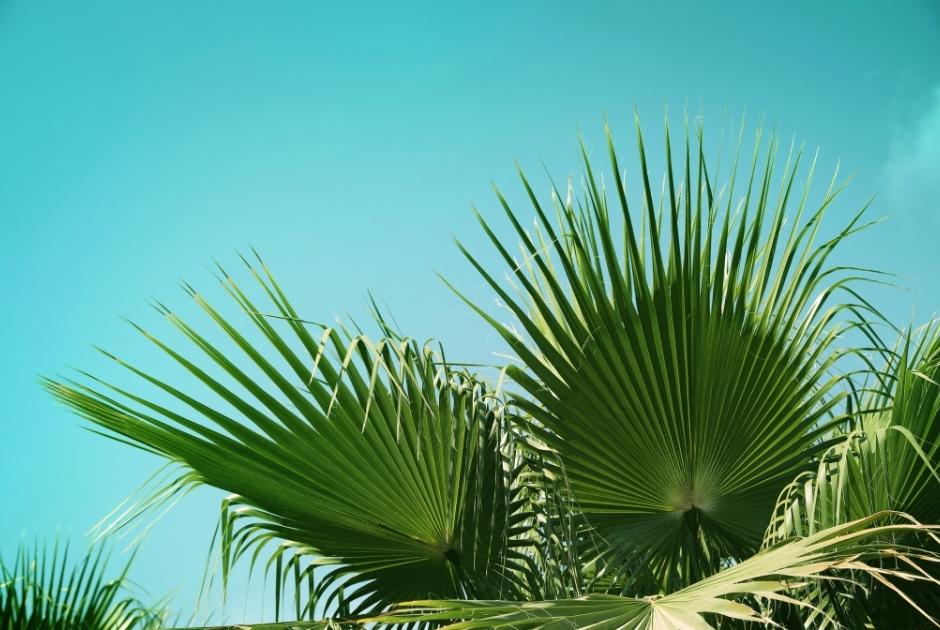 Palm Trees