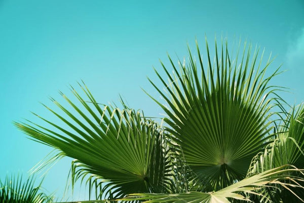 Add a tropical vibe to your landscape with Palm trees