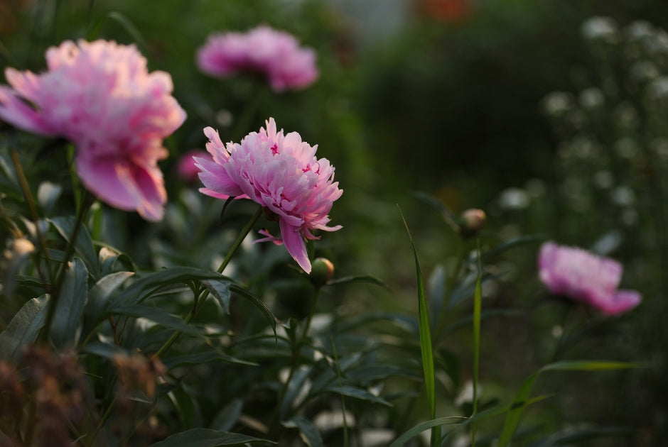 Peony