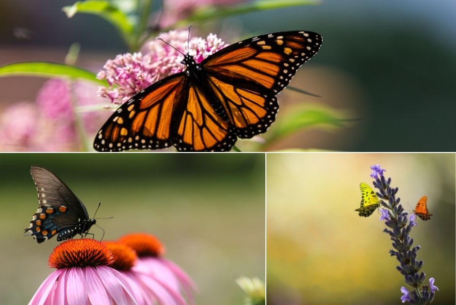 Perennials for Butterflies
