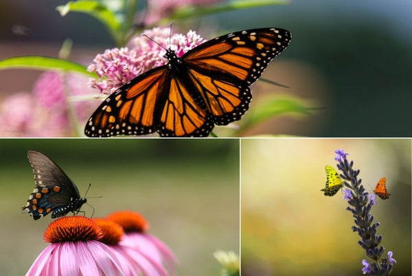 Plant perennials to attract butterflies to your garden and landscape