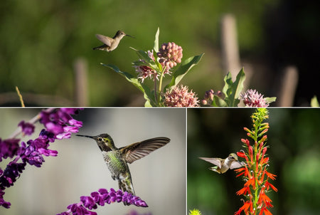 Perennials for Hummingbirds