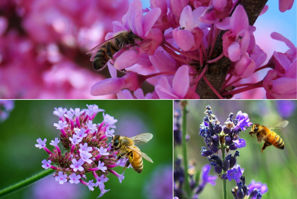 Plant trees and plants for pollinators!
