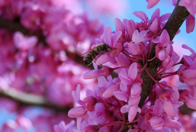 trees for pollinators