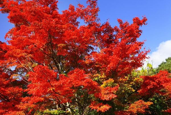 Large tree with vibrant red leaves for fall color
