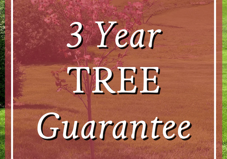 3 Year Guarantee